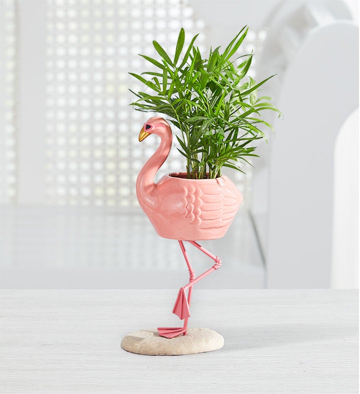 Fiona Flamingo™ Mini Palm Plant